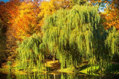 8 Best Plants To Plant Under Your Willow Tree Tree Journey