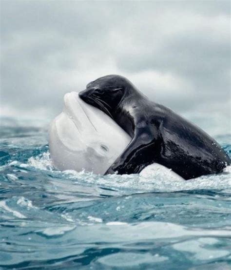 Fact Check Seal Hugs Beluga Whale