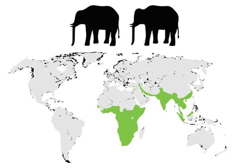 Elefantes Cómo Son Qué Comen Tipos Hábitat Y Más Pangea