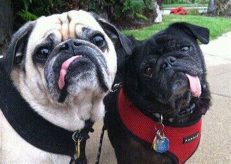 23 Reasons Why Pug Faces Are The Best
