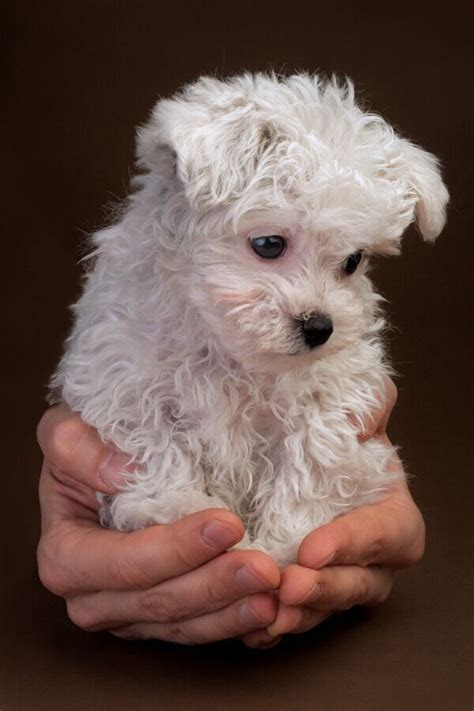 6 Of The Cutest Poodle Puppies We Love Poodles