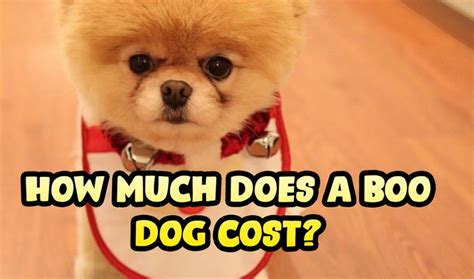 How Much Does A Boo Dog Cost Boo The Dog Pomeranian Puppy For Sale