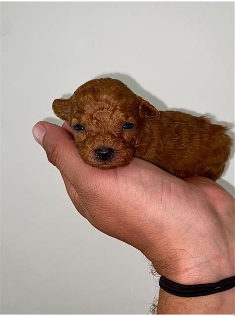 Toy Poodle Sahiplenme Mert Hakan Poodleator Mert Hakan