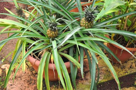 Ananas Comosus Pineapple North Carolina Extension Gardener Plant
