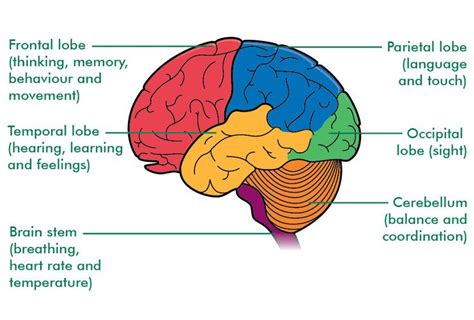 The Structure Of The Human Brain With Labels On Each Side And Corresponding Parts Labeled Below