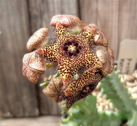 Caralluma Crenulata X Caralluma Hexagona Carrion Flower Brown