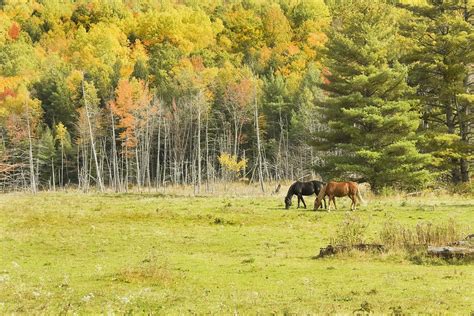 Horse Grazing In Field Autumn Maine Photograph By Keith Webber Jr