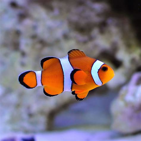 Tr Ocellaris Clownfish Clown Fish Aquarium Fish Beautiful Fish