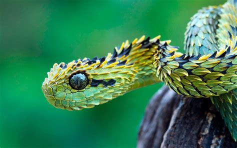 Snake Vipers Reptiles Viper Serpent Reptile Fauna Vertebrate