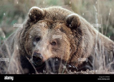 Grizzly Bear Ursus Arctos Horribilis Adult Resting Alaska Stock