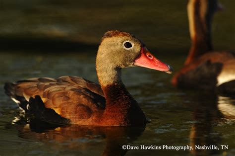 Black Bellied Whistling Duck State Of Tennessee Wildlife Resources