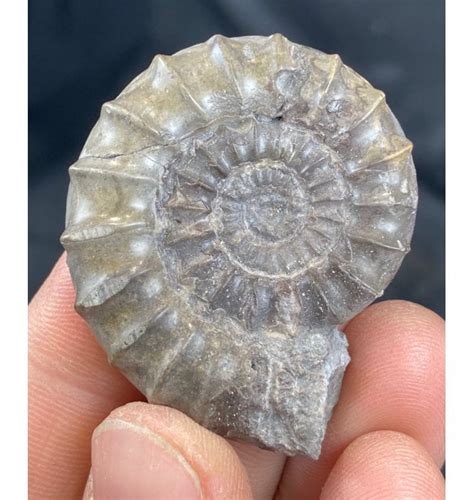Fossils For Sale Fossils Lower Lias Lower Jurassic Ammonite