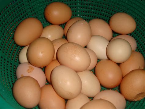 Faiz Farm Telur Ayam Kampung Segar