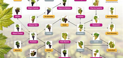 Histoire De La Vigne Et Du Vin En France Des Origines Au Xixe Siècle