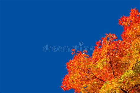Autumn Maple Trees With Red Leaves Stock Photo Image Of Deep Leaf