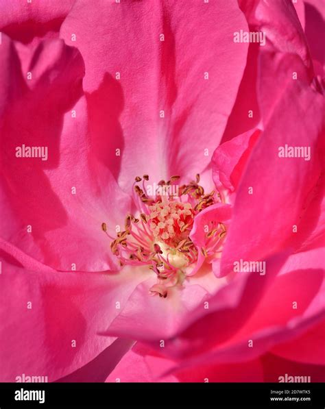 Beautiful Pink Rose Close Up Stock Photo Alamy