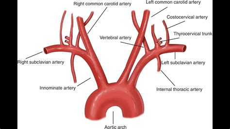 Peculiarities.—position of the branches.—the branches, instead of arising from the highest part of the arch, may spring from the commencement of the arch or upper part of the ascending aorta; Aorta And Its Branches (Anatomy) - YouTube