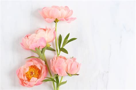 Peony Wallpapers Top Free Peony Backgrounds Wallpaperaccess