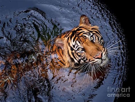 Tiger Swim Photograph By Robert Cinega Pixels