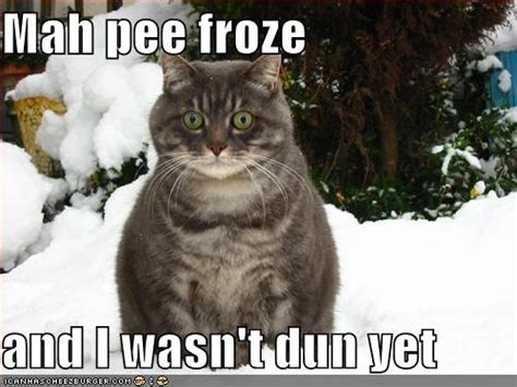 Funny Pictures Snow Cat Frozen Pee Funny Frozen Memes Funny Cats Cats