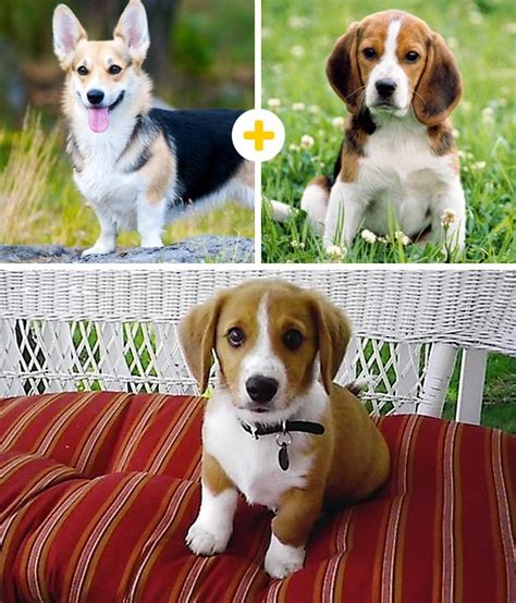 15 Increíbles Cruces De Perros Que Nunca Antes Habías Visto