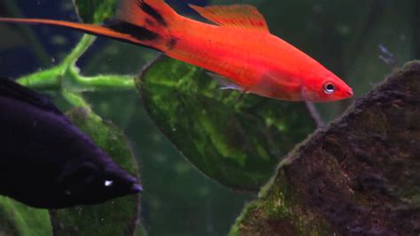 If our going to have several guppies,then you don't get the same the baby forms and is surrounded or attached to this youlk which it feeds off of it until it is big enough to come out. Tropical Aquarium - 1 year on - Swordtails, Guppies ...