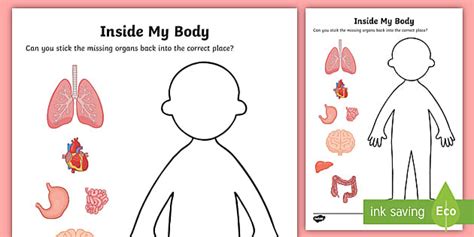 Inside My Body Organs Worksheet Teacher Made