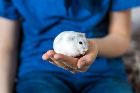Djungarian Hamster Everything To Know About The Breed Hamsteropedia