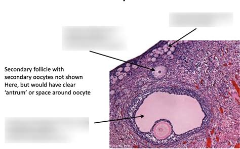 Ovary Histology Diagram Quizlet