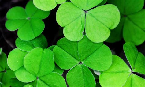 Patrick's day is a global celebration of irish culture that takes place annually on march 17, the anniversary of the patron saint of ireland's death in the fifth century. St. Patrick's Day Symbols and What They Mean