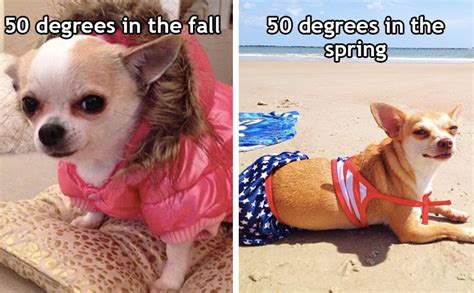 21 Funny Dog Pictures That Perfectly Sum Up How We Feel About Spring