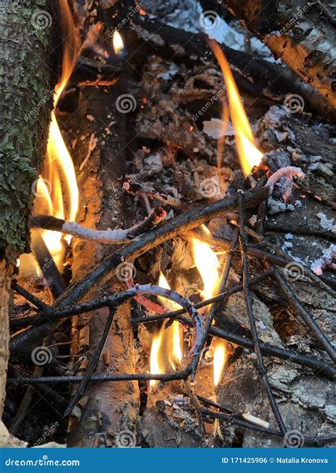 Evening Beautiful Bonfire Of Burning Pine In The Wild Forest Firewood