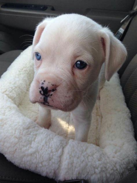 White Boxer Puppy With Blue Eyes Boxer Puppy Boxer Puppies Boxer Dogs