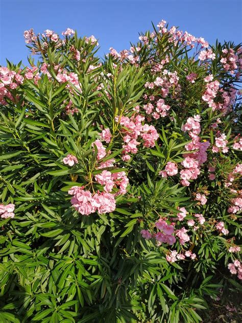 Blooming Pink Oleander Stock Image Image Of Season 130174451