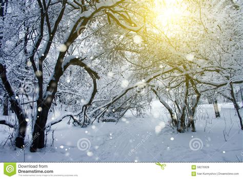 Snowy Cold Winter Forest Stock Photo Image Of Winter 58276928