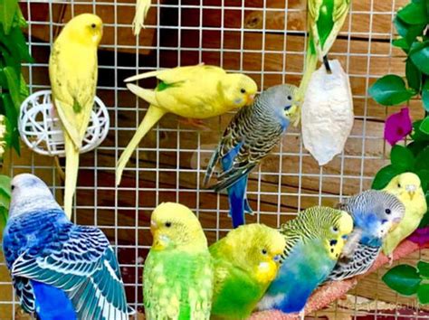 Fancy Mutation Baby Budgies Helicopter And Cages In Southampton On
