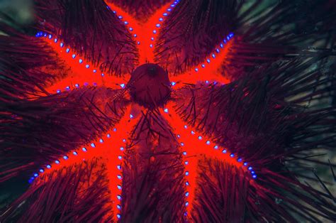 Long Spined Sea Urchin Lembeh Strait Indonesia Photograph By