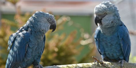 The Blue Macaw Parrot Which Appeared In Movie Rio Is Now Extinct