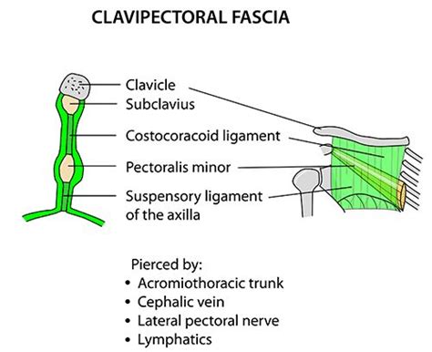 Instant Anatomy Upper Limb Areasorgans Axilla Clavipectoral