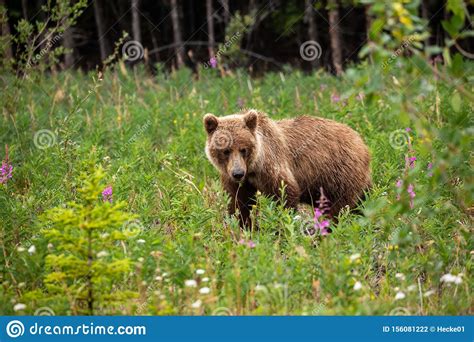 A Grizzly Bear On A Meadow Stock Photo Image Of Mammal 156081222