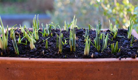 Spring Bulbs In Containers Choosing And Growing The English Garden