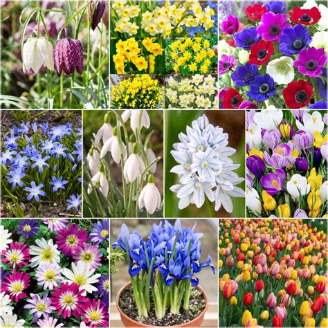 250 Spring Flowering Bulbs ‘complete Collection Woodland Bulbs