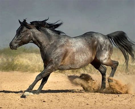 Wojtek Kwiatkowski Equine Photography Horses Equine Photography