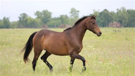 Brown Horse Names 325 Awesome Names For Stallions And Mares Ahf