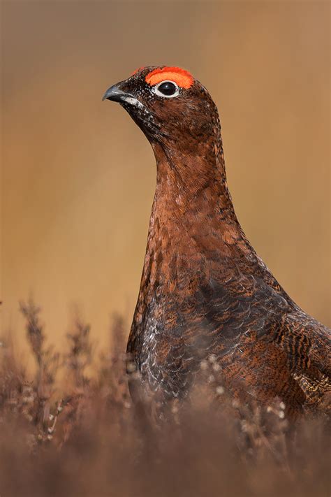 Red Grouse Portrait