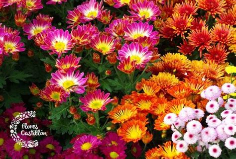 Llena De Color Tu Jardín Con Las Plantas Que Florecen En Primavera