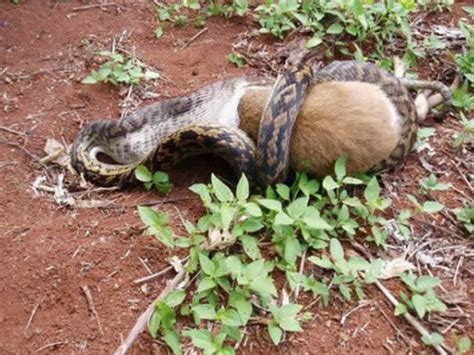 Pythons Eating Extremly Large Animals Amazing Things