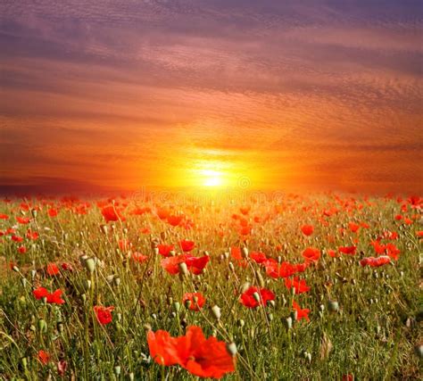 Sunset On Flowers Meadow Stock Photo Image Of Infinity 19991802