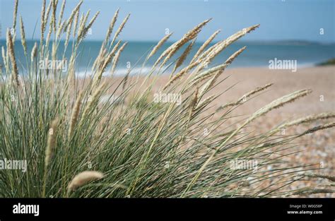 Waving Grasses Hi Res Stock Photography And Images Alamy