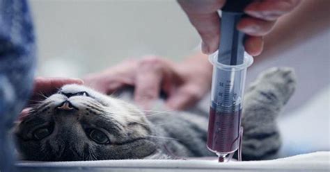 Feline Blood Transfusion How To Find Out If Your Pet Is Suitable For